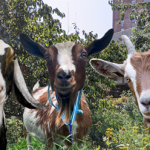 green goats